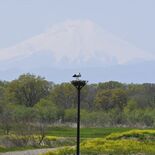 富士山望む絶景、コウノトリ生き生きと 小山・渡良瀬遊水地、春色で染まる