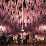 あしかがフラワーパークで大藤ライトアップ　15日から、見頃は今週末ごろ…