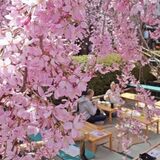 宇都宮・釜川で７日まで「桜まつり」　川床から心安らぐシダレザクラ