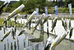 【夕刊】そよ風になびく「あゆのぼり」