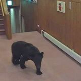 クマ目撃114件、過去５年で最多　県内４～９月、前年比32件増　11月まで警戒必要