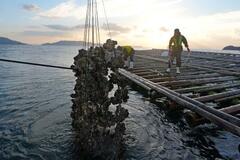 【カキ大量死】瀬戸内海、冬の味覚に異変