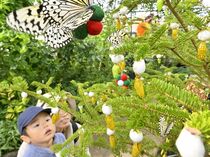 黄金のサナギツリー