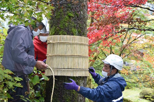 木の幹に丁寧にこもを巻く作業員