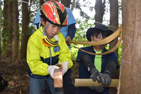 スギの皮を剥がす小学生
