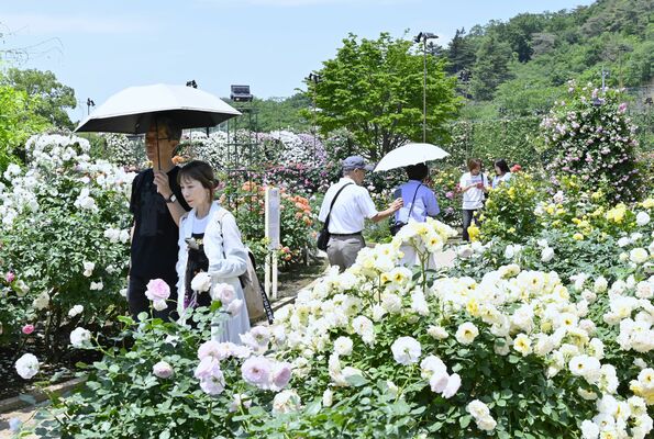 園内を彩るバラ