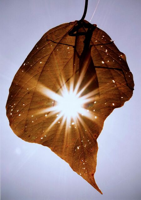 「陽射しの中のシルエット」寄川勝美（鹿沼）