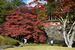 紅葉が色づき始めた古峯園