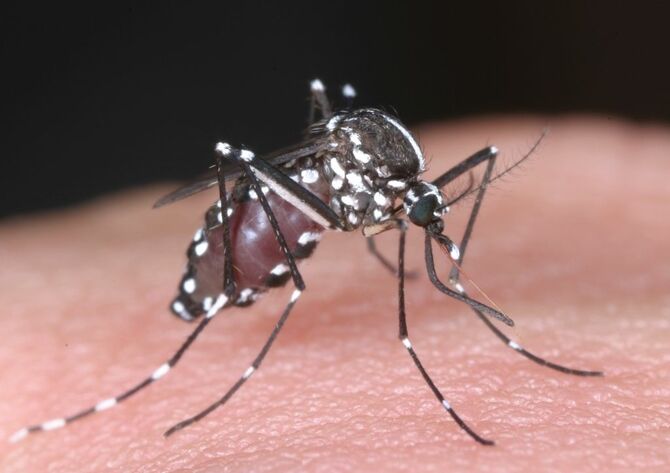 ジカ熱やデング熱のウイルスを媒介するヒトスジシマカ(国立感染症研究所昆虫医科学部提供)