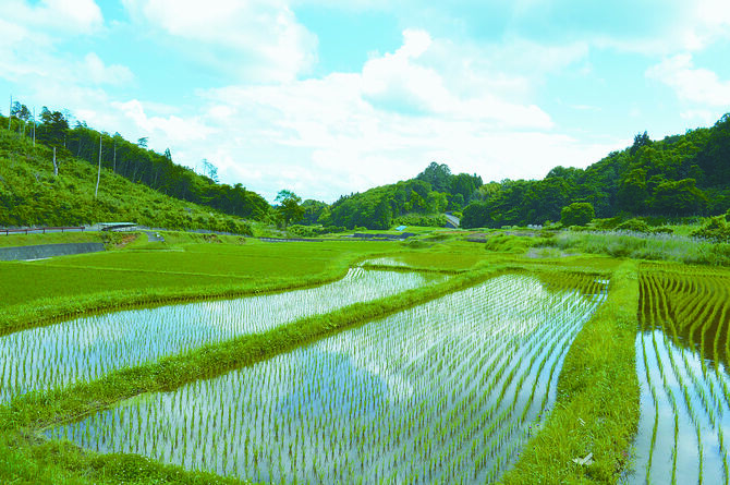 山間に広がる棚田