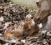 奈良公園にシカの赤ちゃん