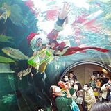 なかがわ水遊園で「サンタの水中散歩」　大田原　魚と大水槽の中をゆったりと