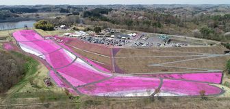 シバザクラが見頃　市貝