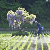 矢板の田んぼにフジ「ぽつん」　「神秘的」と県内外から写真愛好家