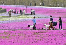 市貝・芝ざくら公園でシバザクラ見頃