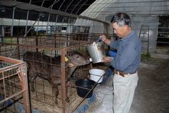 ＜ＪＡかみつが＞和牛の超早期母子分離方式　繁殖効率化　良質な子牛に