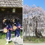 宇都宮 “みや遺産” に新たに２件　「薬師堂の伝統行事」と「古賀志の孝子桜」