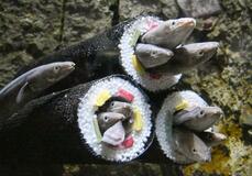 アナゴ「満員」 恵方巻きの具に