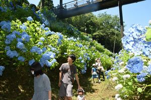 アジサイ見頃迎える 大田原の黒羽城址公園 地域の話題 下野新聞 Soon ニュース 下野新聞 Soon スーン