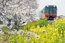 真岡鉄道沿線で桜と菜の花が競演　