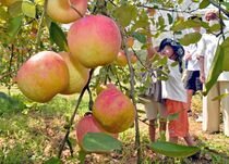 わせ種のリンゴ狩り　鹿沼