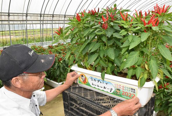 トウガラシのプランターに応援メッセージ入りのステッカーを貼る鈴木さん＝４日午前、大田原市親園
