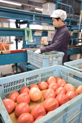 出荷作業が進む「赤い恋人」