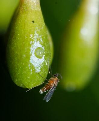 カラスキバサンキライに寄ってきたタマバエの一種(神戸大の末次健司教授提供)