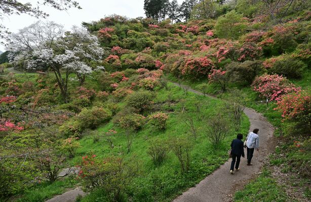 公園内に咲き始めたヤマツツジ