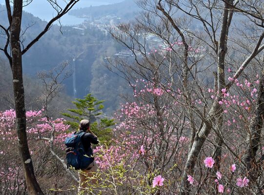明智平周辺で咲き始めたアカヤシオ