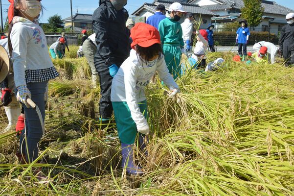 稲刈りを行う児童たち