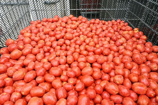 箱に入った大量のトマト