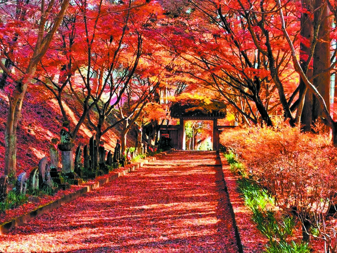 参道を彩る赤く染まった紅葉（提供写真）
