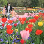 春風に揺れる大輪　壬生でチューリップ満開