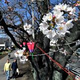 宇都宮で桜が開花　平年より10日早く【動画】