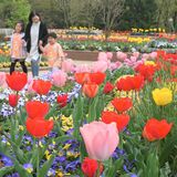春風に揺れる大輪　壬生でチューリップ満開