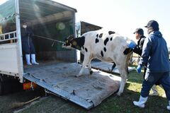大野放牧場で収牧作業　大田原