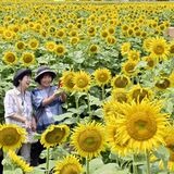 野木でヒマワリ30万本満開　20、21日はフェスティバル　ステージイベントや模擬店も