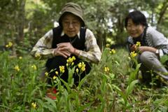 キンラン、ギンラン咲く