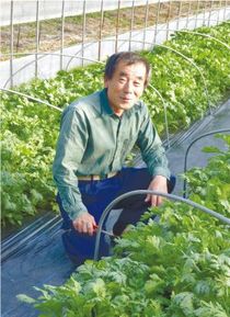 ＜182＞鍋料理に欠かせない“食べるかぜ薬”　ＪＡしおのやの春菊