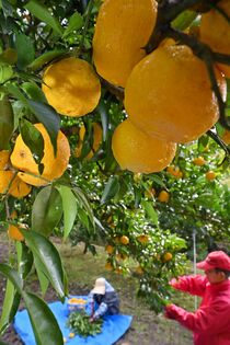 茂木でユズ収穫