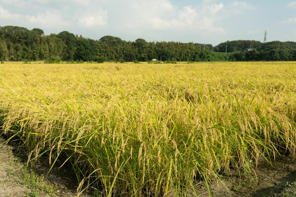 新設される「清原Ｇｅｎｋｉファーム」がコメを生産する水田＝宇都宮市