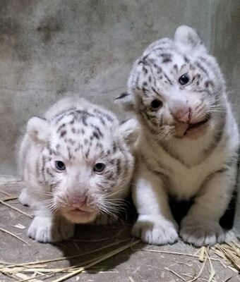 宇都宮動物園で誕生したホワイトタイガーの赤ちゃん２頭（宇都宮動物園提供）