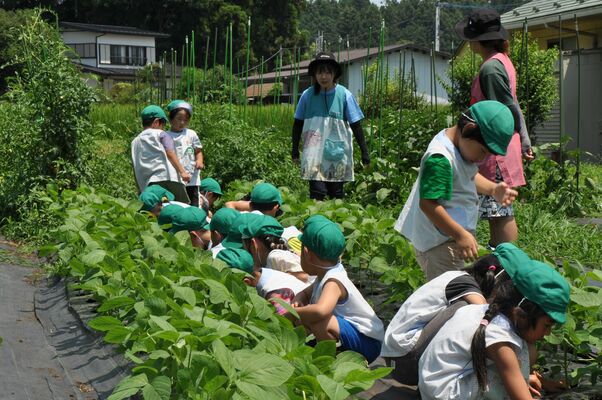 雑草取りなど農園を手入れする園児