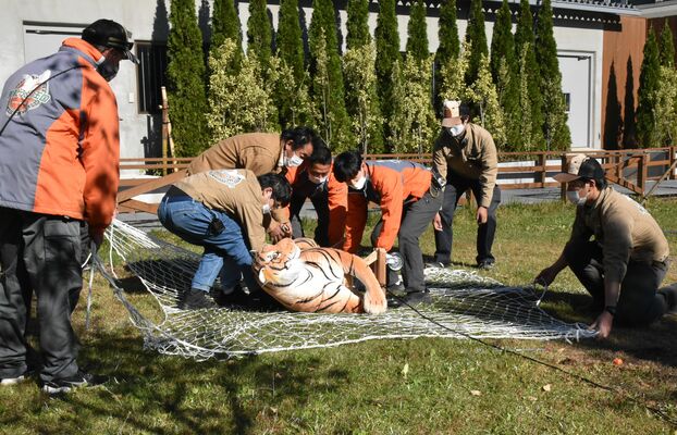 猛獣脱走訓練でトラ（模型）を確保する職員たち