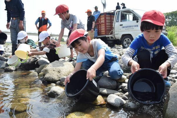 バケツに入った稚アユを慎重に放流する児童ら
