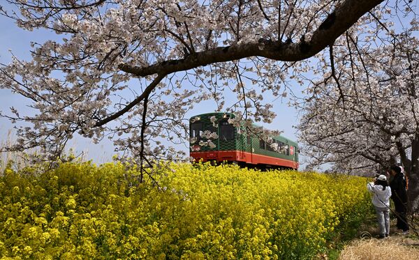 真岡鉄道と桜＝８日午前