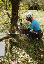 佐野市、クマ対策で果樹伐採の費用補助　申請多く、30日まで延長　積極的…