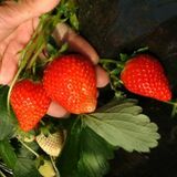 ５位だけど…「幻のイチゴ」あり！　「Yahoo!検索」がイチゴ狩り都道府県ランキング　栃木上回る愛知、千葉