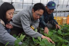 新規就農支援事業、昨年移住の西橋さん夫妻に　2018年度の真岡市第１号